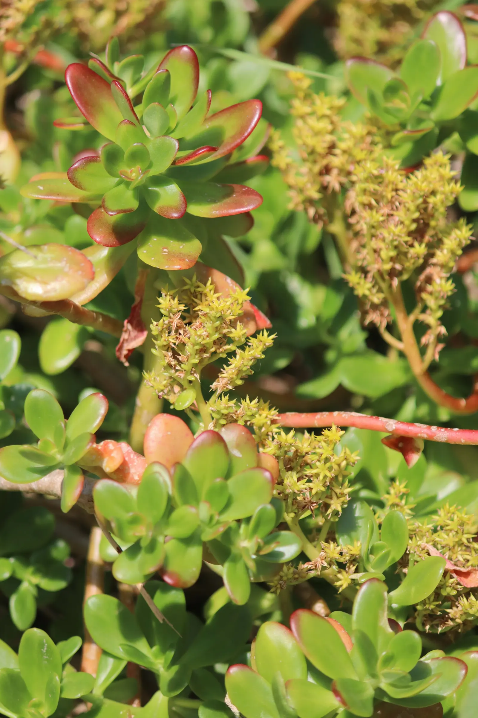 Stonecrop (Sedum Confusum) — scientifically known as Sedum confusum