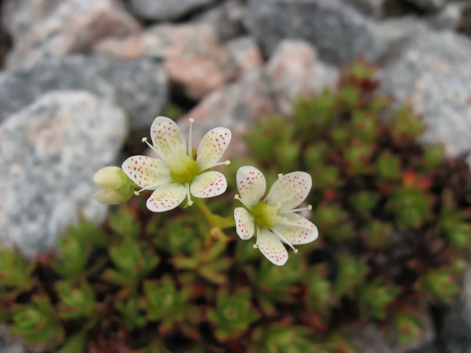 Toothed Saxifraga (Saxifraga Tricuspidata) — Saxifraga tricuspidata forms a compact ground cover rarely exceeding 2 to 4 inches in height