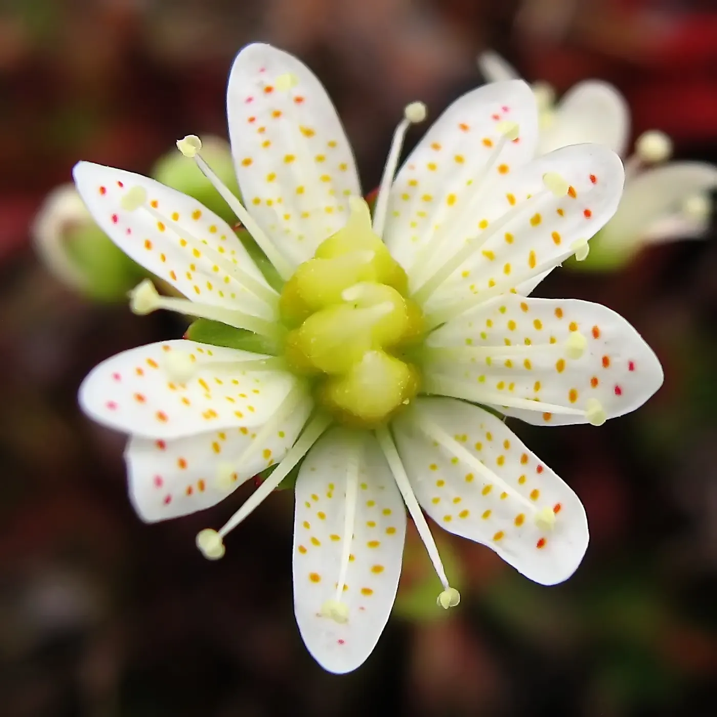 Toothed Saxifraga (Saxifraga Tricuspidata) — and fleshy leaves that reach up to 1 inch long