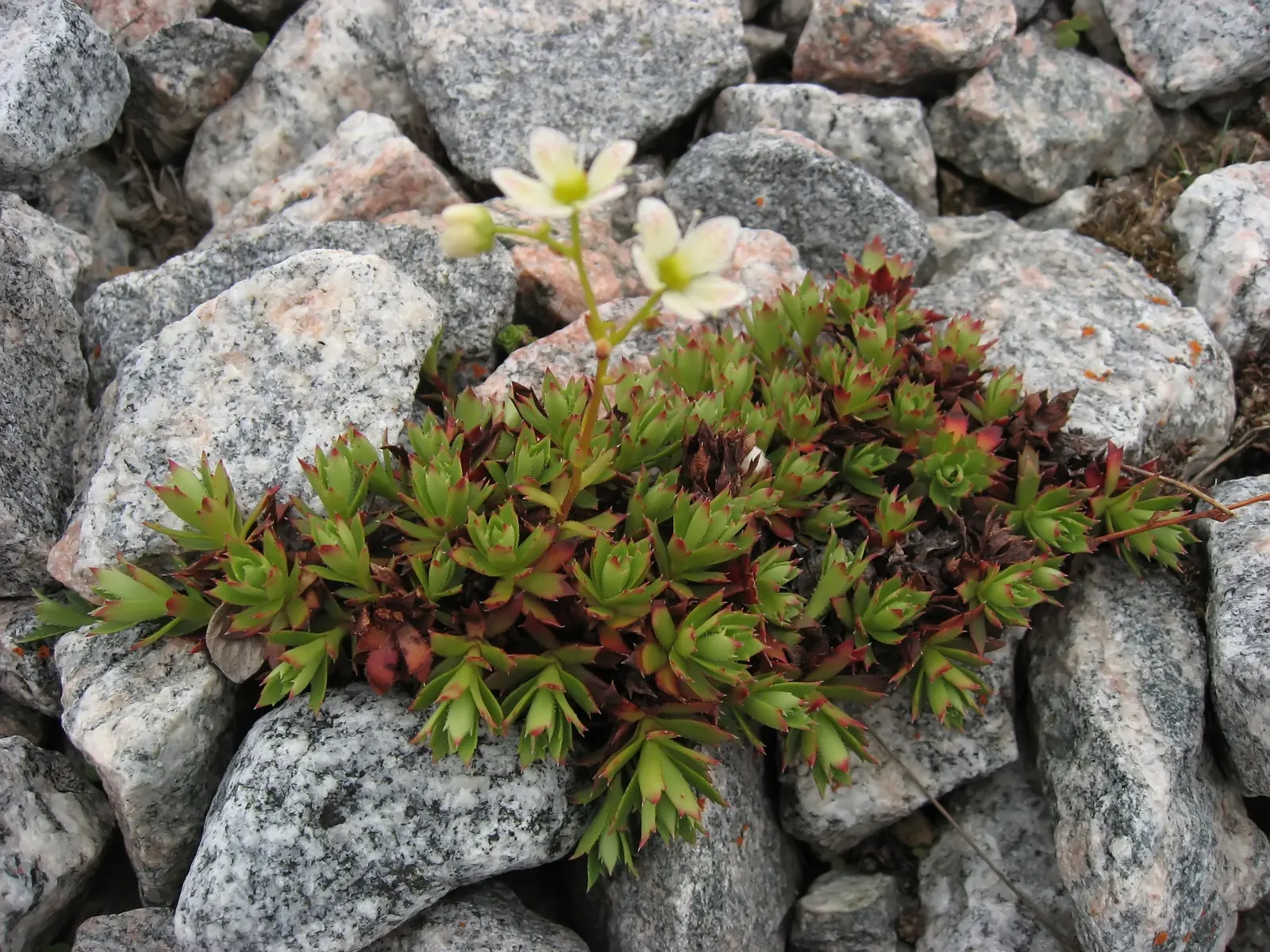 Toothed Saxifraga (Saxifraga Tricuspidata) — It features compact rosettes of toothed, evergreen leaves, spanning up to 2 inches wide