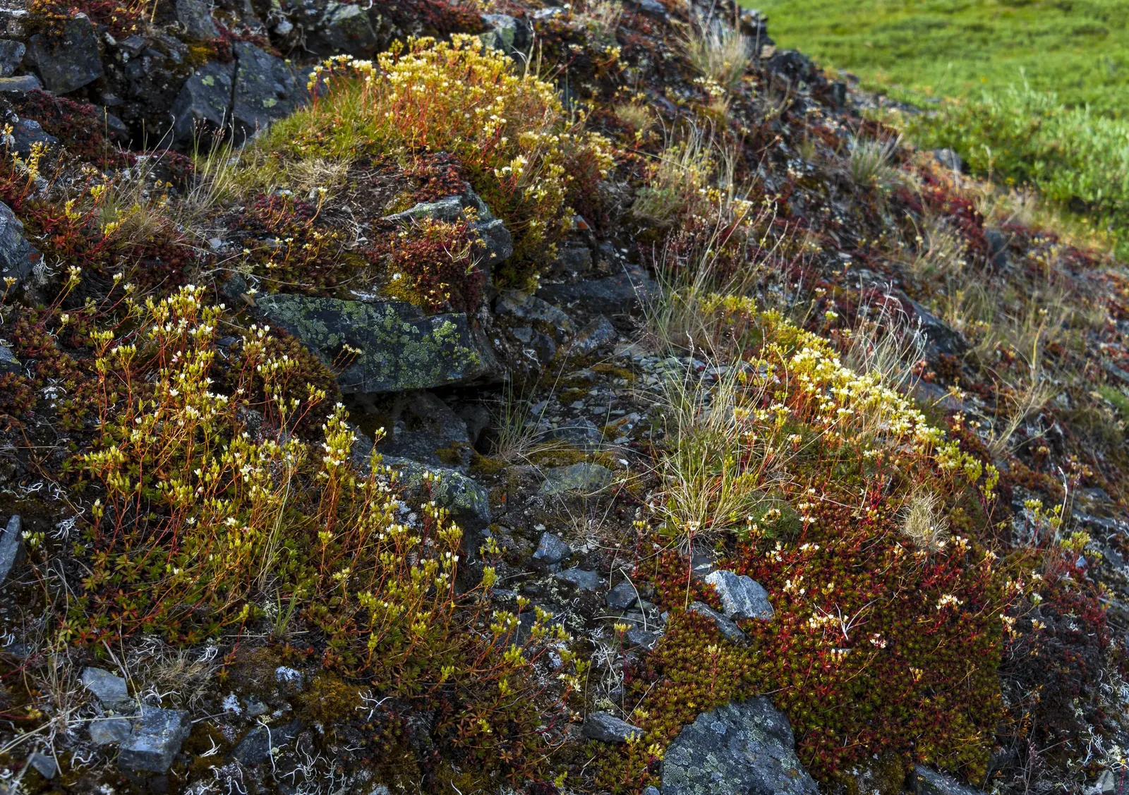 Toothed Saxifraga (Saxifraga Tricuspidata) — In late spring to early summer, it bears white flowers on slender stems reaching 6-8 inches tall