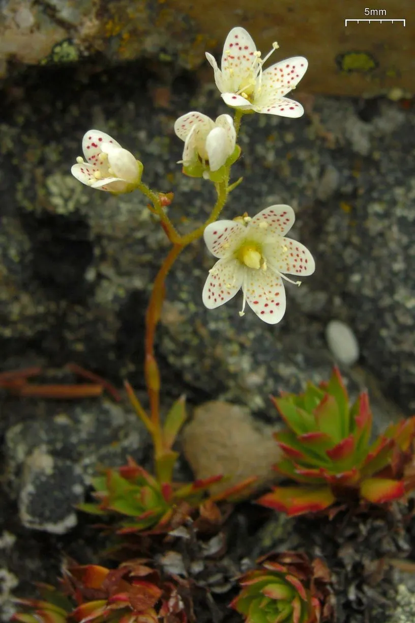 Toothed Saxifraga (Saxifraga Tricuspidata) — Toothed Saxifraga (Saxifraga tricuspidata) is a resilient, low-growing alpine perennial