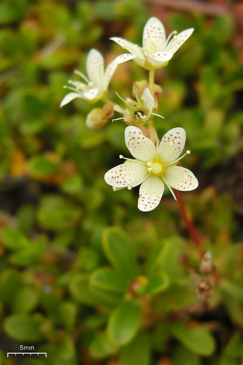 Toothed Saxifraga (Saxifraga Tricuspidata) — often thriving in USDA Hardiness Zones 2-9