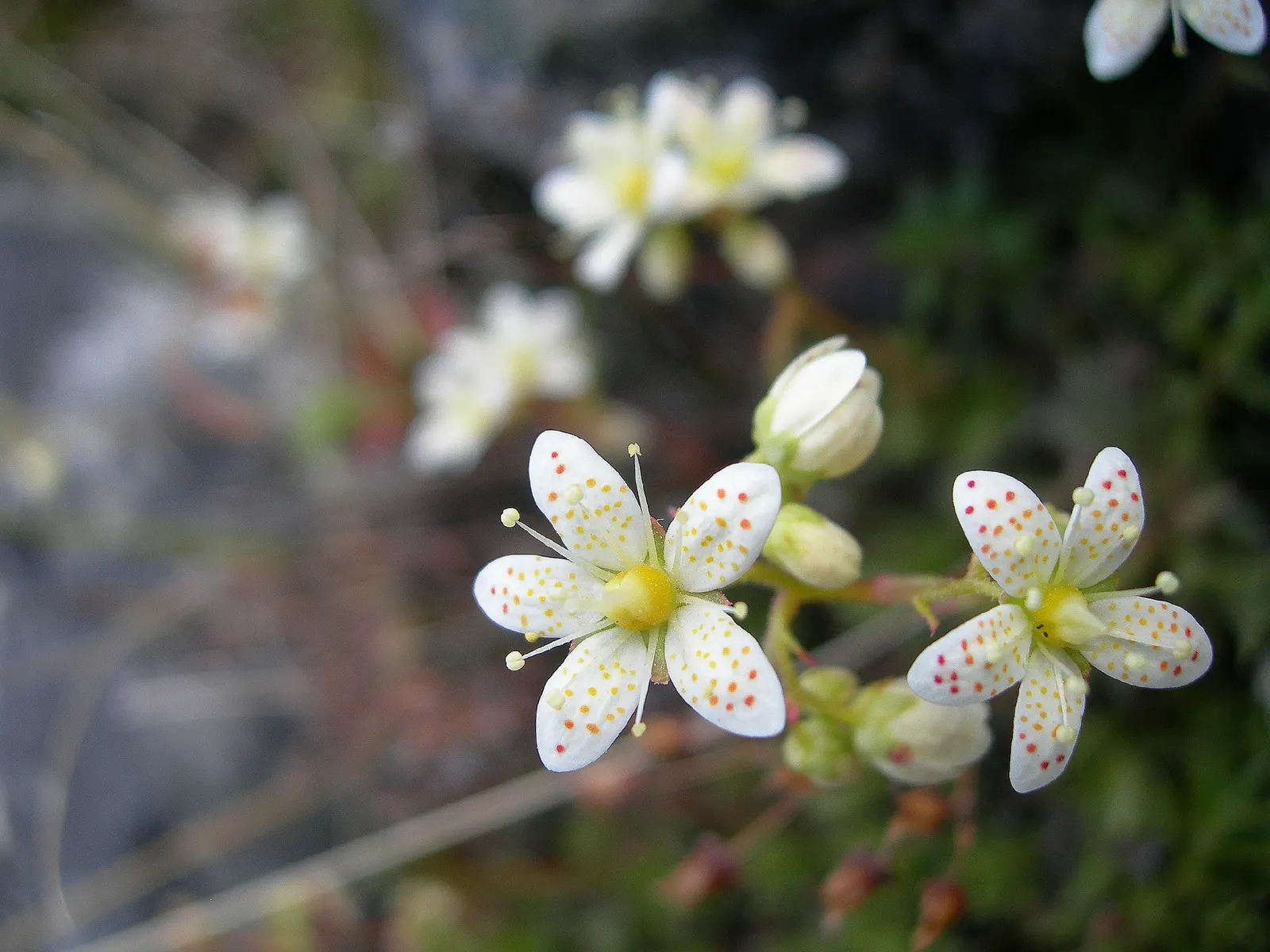 Toothed Saxifraga (Saxifraga Tricuspidata) — lends itself beautifully to rock gardens
