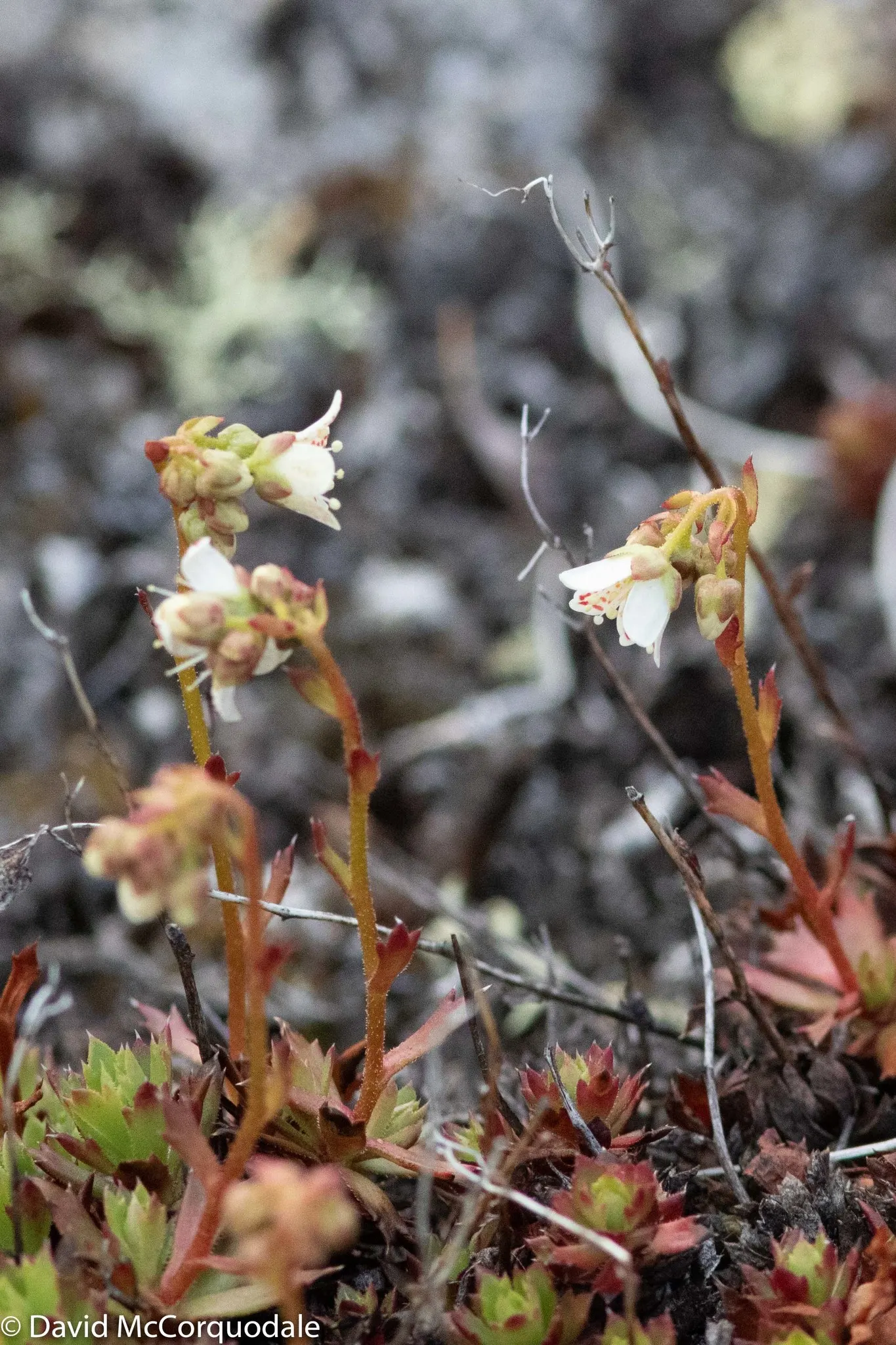 Toothed Saxifraga (Saxifraga Tricuspidata) — with its preference for rocky and well-drained soils