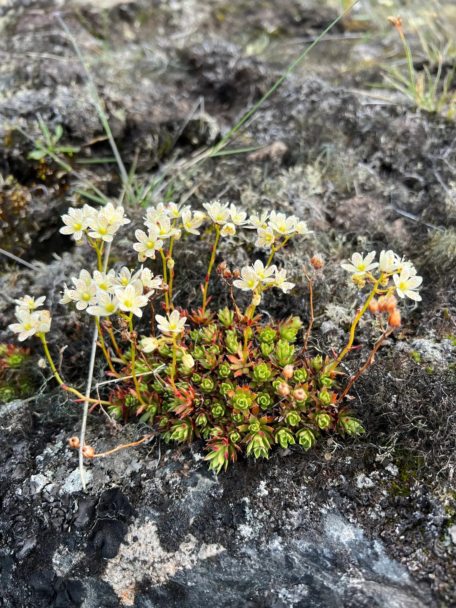 Toothed Saxifraga (Saxifraga Tricuspidata) — is a perennial plant notable for its low-maintenance nature and adaptability