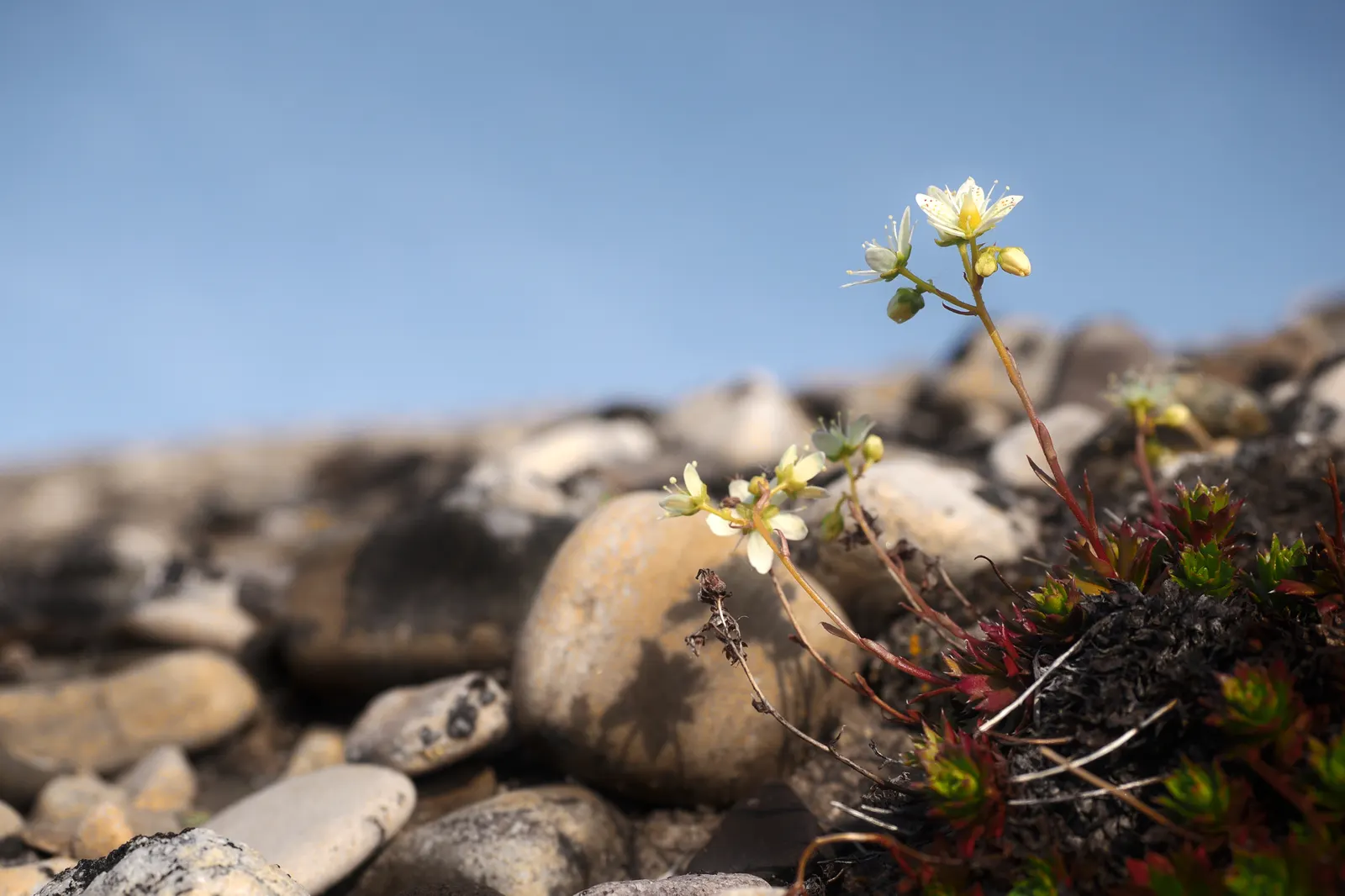 Toothed Saxifraga (Saxifraga Tricuspidata) — Hardy and requires minimal maintenance