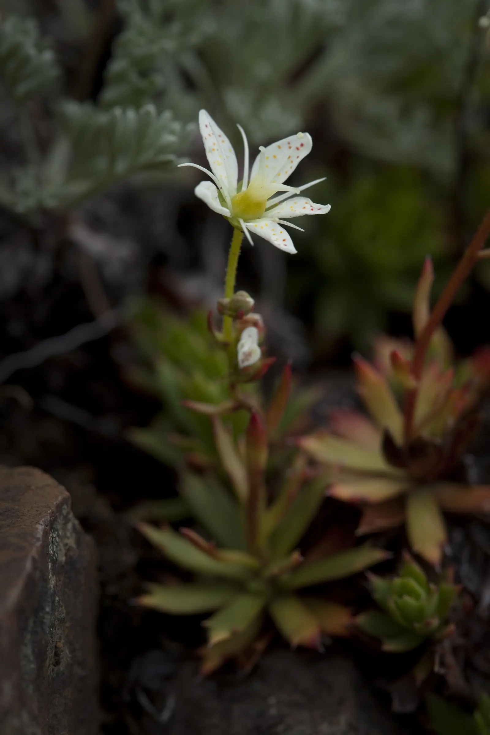 Toothed Saxifraga (Saxifraga Tricuspidata) — Ideal for rock gardens and crevices, it prefers well-drained soil and partial to full sun exposure