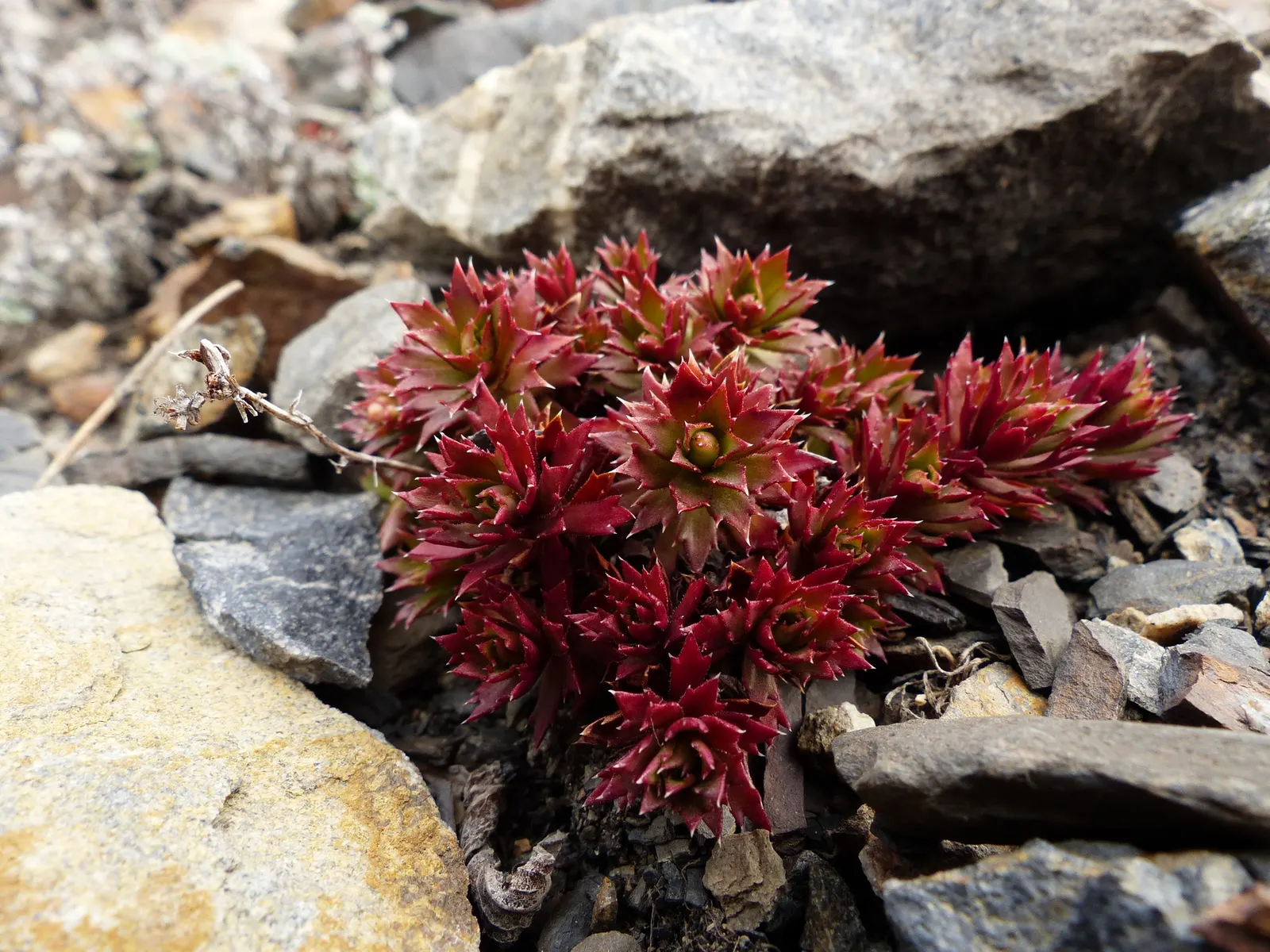 Toothed Saxifraga (Saxifraga Tricuspidata) — scientifically known as Saxifraga tricuspidata