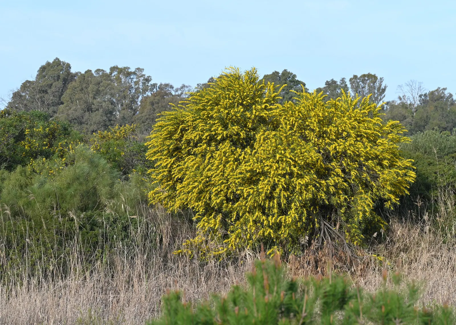 Blue-Leaf Wattle, Weeping Wattle (Acacia Saligna) — gold and orange and yellow flowers in the garden