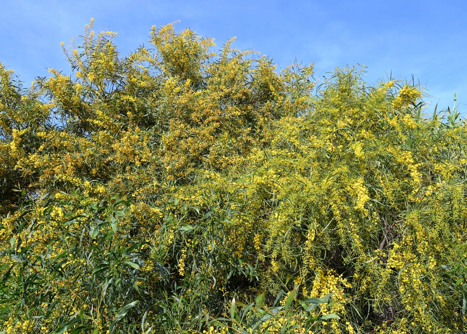 Blue-Leaf Wattle, Weeping Wattle (Acacia Saligna) — blue-green phyllodes (leaf-like structures) and vibrant golden-yellow flower clusters in spring; evergreen