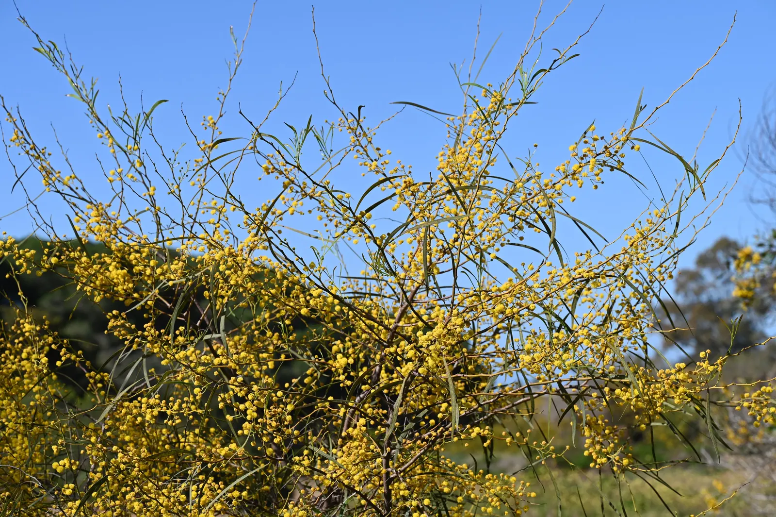 Blue-Leaf Wattle, Weeping Wattle (Acacia Saligna) — commonly known as the Blue-Leaf Wattle or Weeping Wattle; tree for full