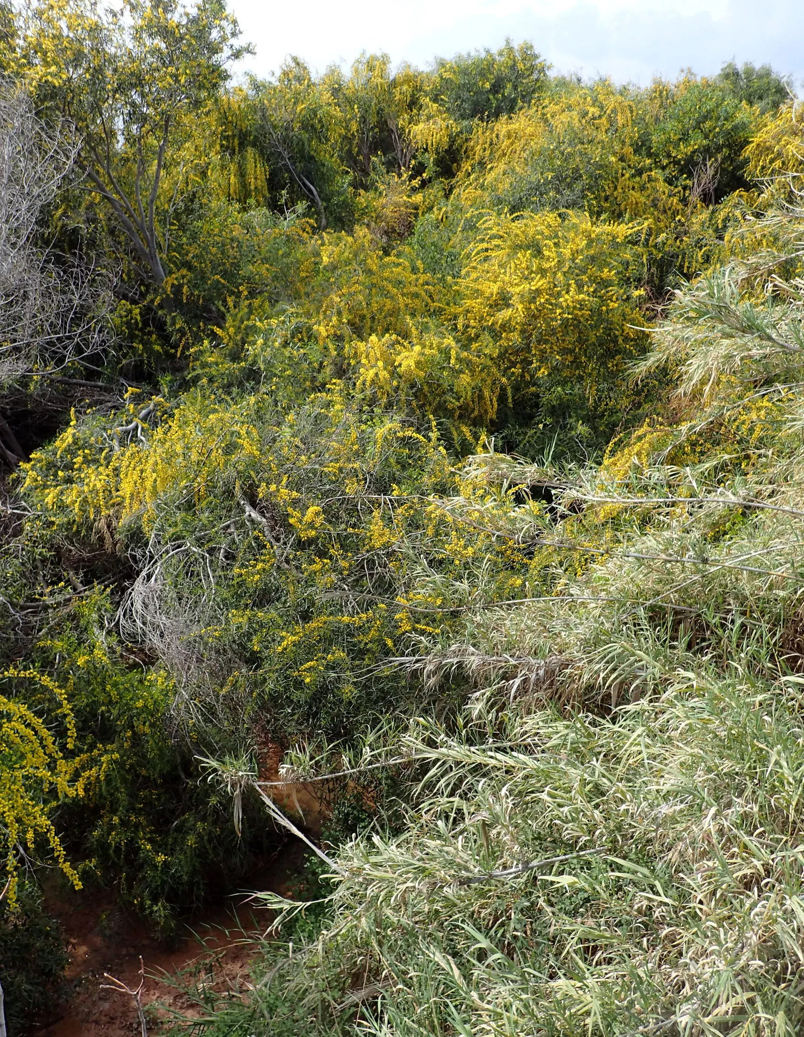 Blue-Leaf Wattle, Weeping Wattle (Acacia Saligna) — and provides year-round interest for any client eager to enjoy the beauty of an Australian native