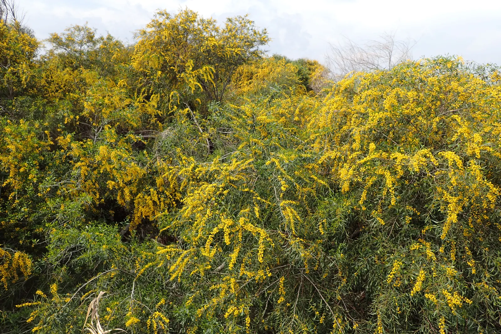 Blue-Leaf Wattle, Weeping Wattle (Acacia Saligna) — commonly known as the Blue-Leaf or Weeping Wattle; recognizable for its narrow