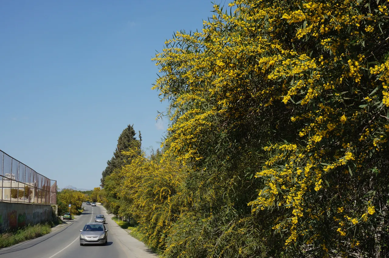 Blue-Leaf Wattle, Weeping Wattle (Acacia Saligna) — it's a suitable candidate for coastal areas.<br><br>When planting the Blue-Leaf Wattle