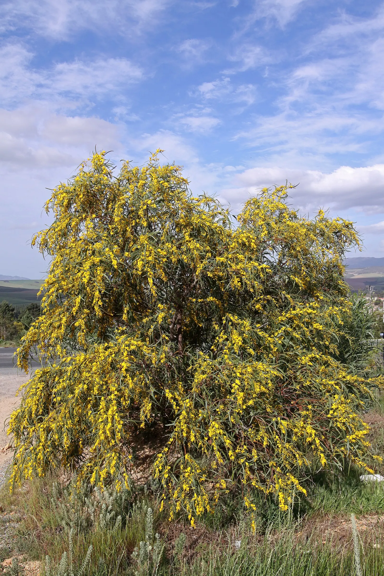 Blue-Leaf Wattle, Weeping Wattle (Acacia Saligna) — with a nearly equal spread; gold and orange and yellow flowers in the garden