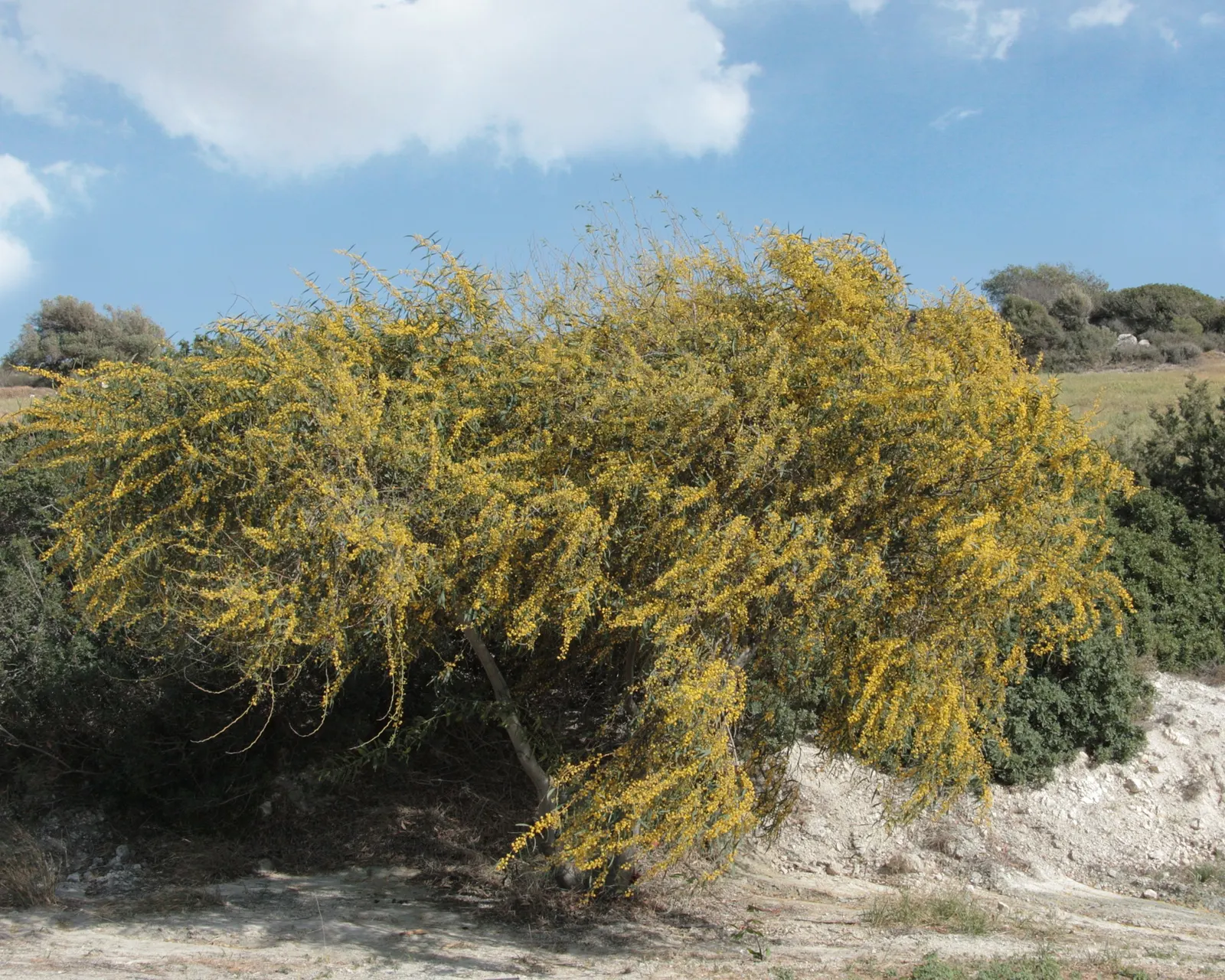Blue-Leaf Wattle, Weeping Wattle (Acacia Saligna) — Acacia saligna adds an elegant
