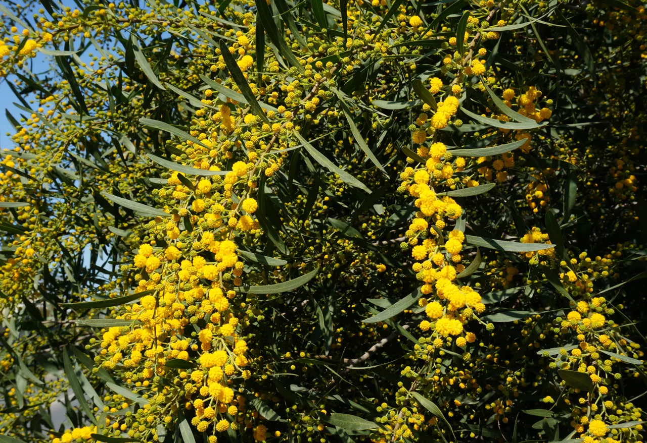 Blue-Leaf Wattle, Weeping Wattle (Acacia Saligna) — it‚Äôs ideal for erosion control and adding a splash of color to the landscape