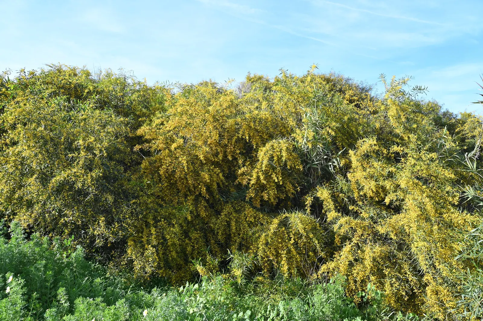 Blue-Leaf Wattle, Weeping Wattle (Acacia Saligna) — evergreen shrub or small tree; native to Australia, this resilient species thrives in USDA hardiness zones