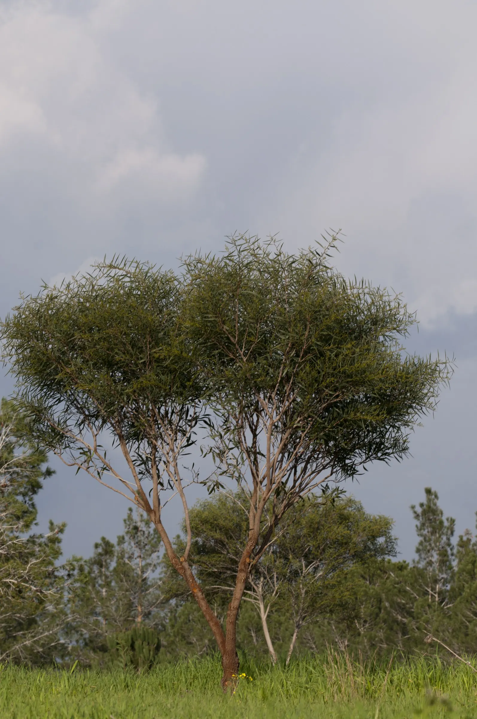 Blue-Leaf Wattle, Weeping Wattle (Acacia Saligna) — each one reaching 4 to 8 inches in length; blue-green phyllodes (leaf-like structures) and vibrant