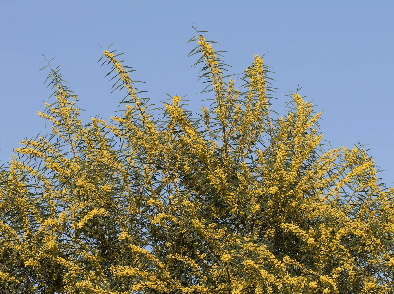 Blue-Leaf Wattle, Weeping Wattle (Acacia Saligna) — so checking local guidelines before planting is advisable.<br><br>With its vibrant coloration and lush form