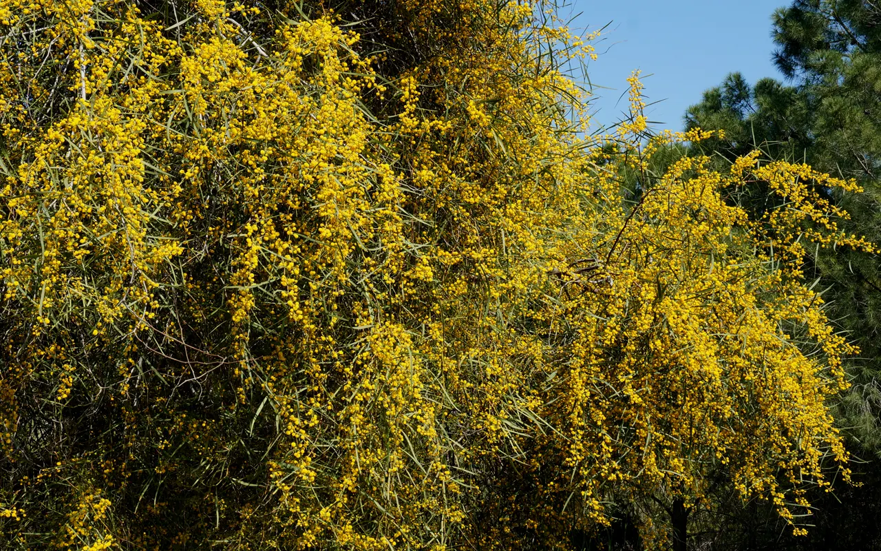 Blue-Leaf Wattle, Weeping Wattle (Acacia Saligna) — In the spring and after rainfalls