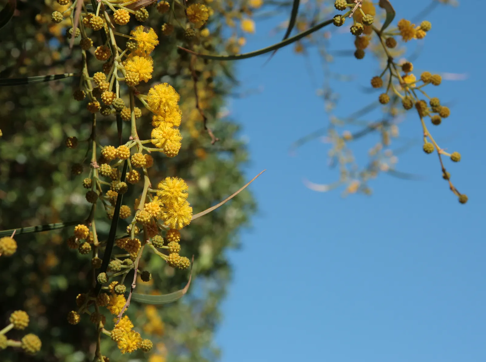 Blue-Leaf Wattle, Weeping Wattle (Acacia Saligna) — is an evergreen shrub or small tree that brings a touch of the exotic to any landscape design; adapted to a