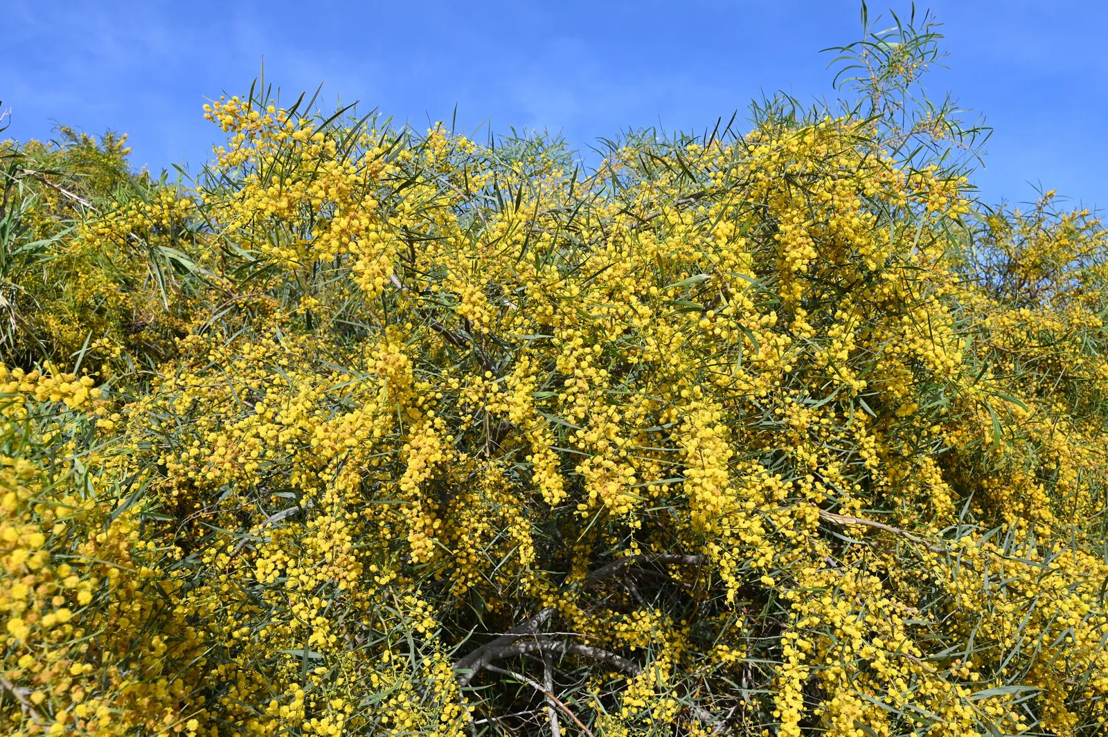 Blue-Leaf Wattle, Weeping Wattle (Acacia Saligna) — It reaches approximately 20 to 30 feet in height, with a similar spread