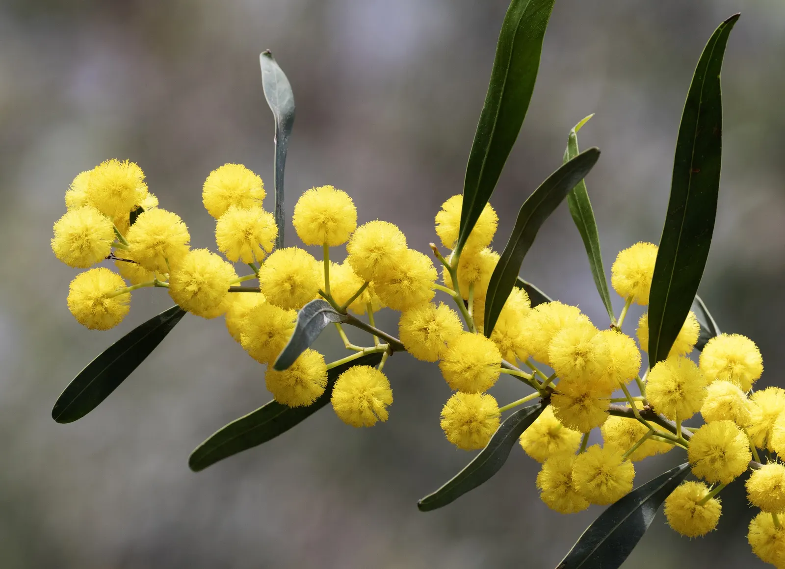 Blue-Leaf Wattle, Weeping Wattle (Acacia Saligna) — blue-green phyllodes (leaf-like structures) and vibrant golden-yellow flower clusters in spring