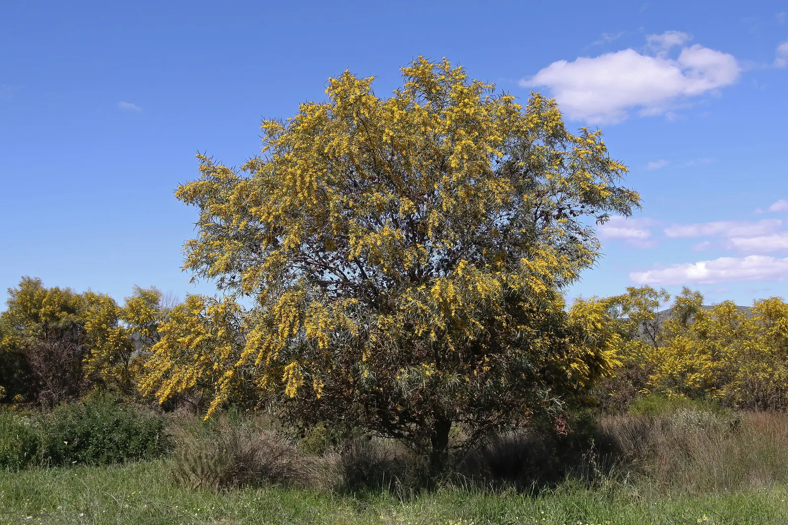 Blue-Leaf Wattle, Weeping Wattle (Acacia Saligna) — it‚Äôs ideal for erosion control and adding a splash of color to the landscape; regular pruning can