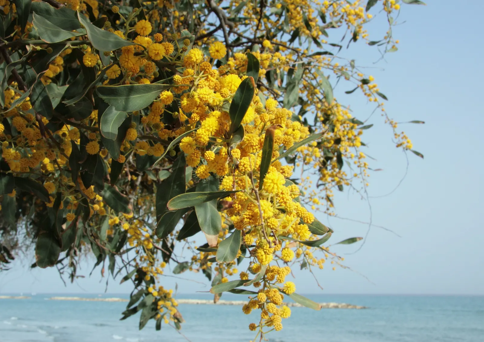 Blue-Leaf Wattle, Weeping Wattle (Acacia Saligna) — It is also quite drought-tolerant once established and can thrive in a variety of soil types; it reaches