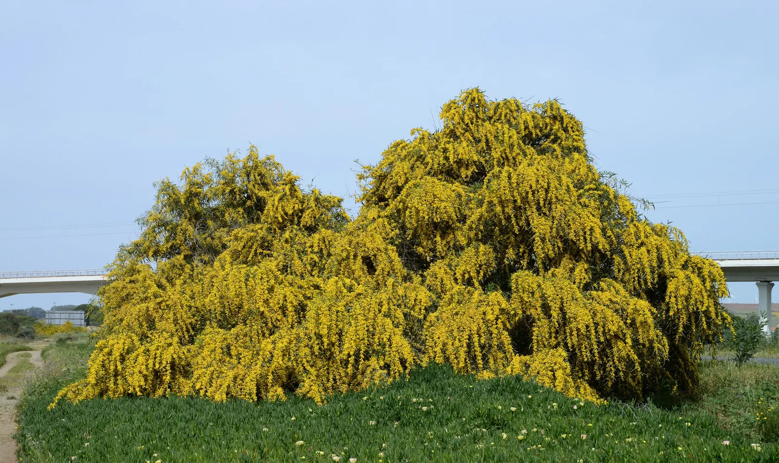 Blue-Leaf Wattle, Weeping Wattle (Acacia Saligna) — is an evergreen shrub or small tree that brings a touch of the exotic to any landscape design