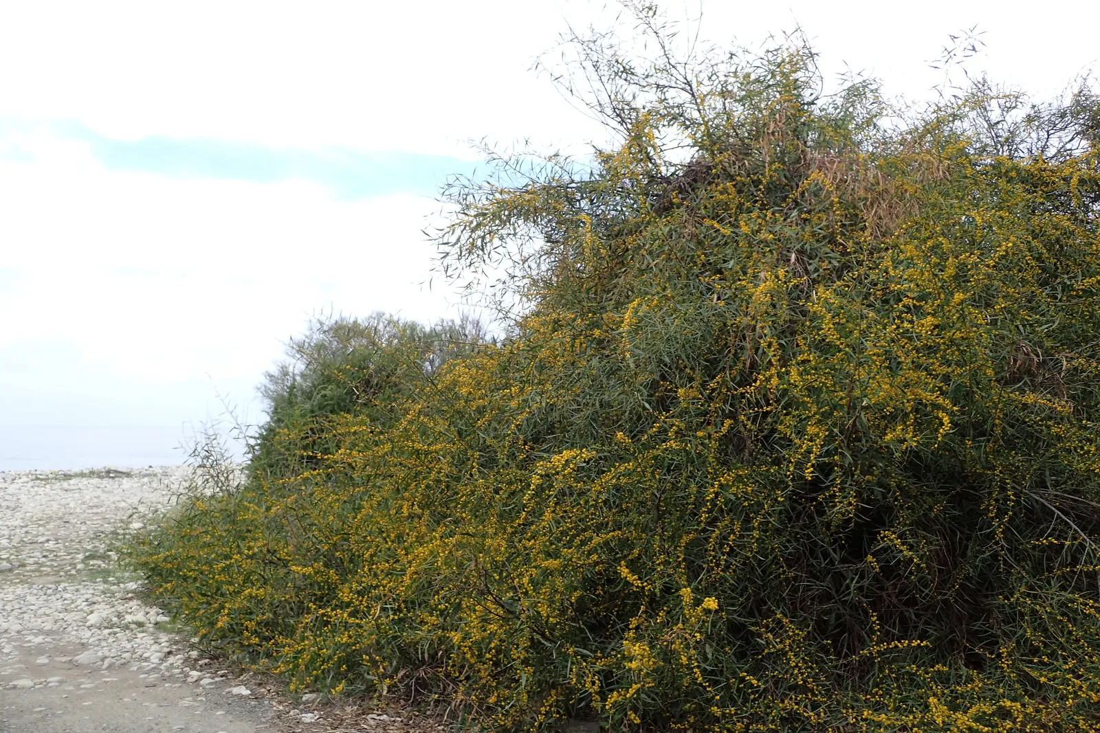 Blue-Leaf Wattle, Weeping Wattle (Acacia Saligna) — It reaches approximately 20 to 30 feet in height, with a similar spread; it is also quite drought-tolerant