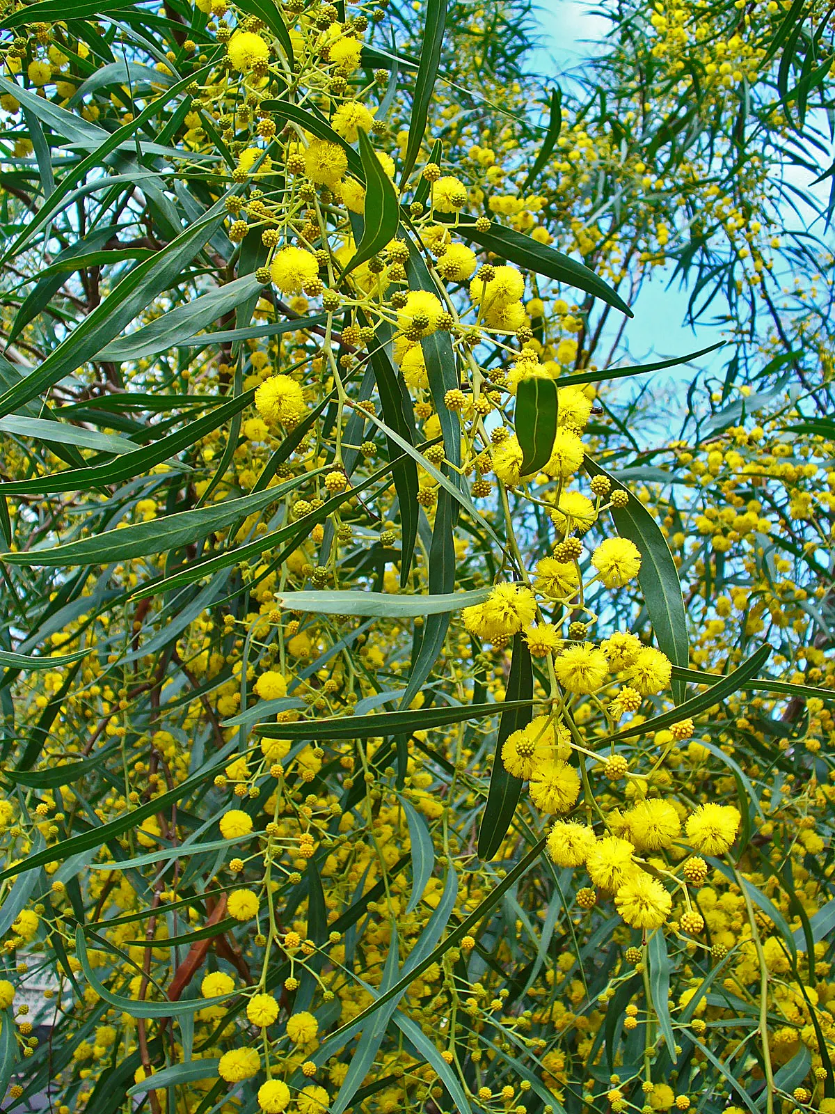 Blue-Leaf Wattle, Weeping Wattle (Acacia Saligna) — tree for full
