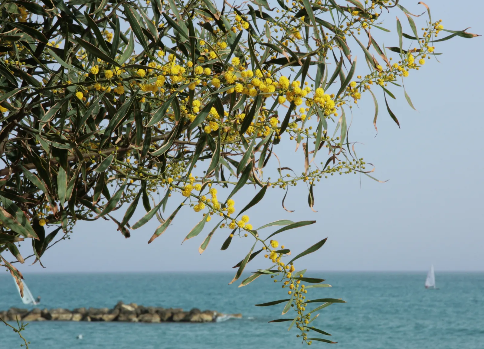 Blue-Leaf Wattle, Weeping Wattle (Acacia Saligna) — it creates a stunning contrast