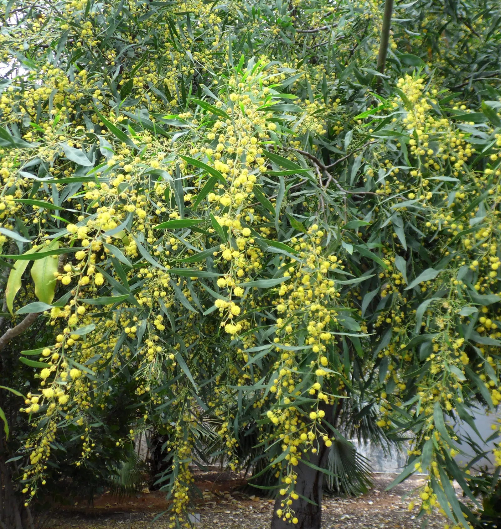Blue-Leaf Wattle, Weeping Wattle (Acacia Saligna) — its foliage is complemented by bright yellow; though it prefers well-draining conditions