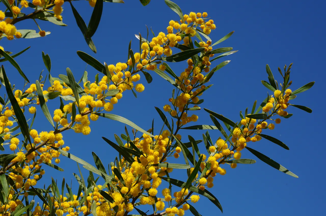 Blue-Leaf Wattle, Weeping Wattle (Acacia Saligna) — Acacia saligna grows rapidly and its dense foliage forms an excellent screen; acacia saligna adds an elegant