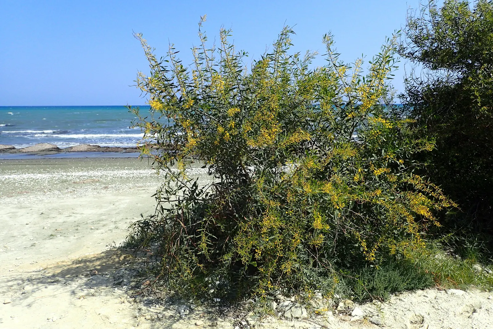 Blue-Leaf Wattle, Weeping Wattle (Acacia Saligna) — commonly known as the Blue-Leaf or Weeping Wattle