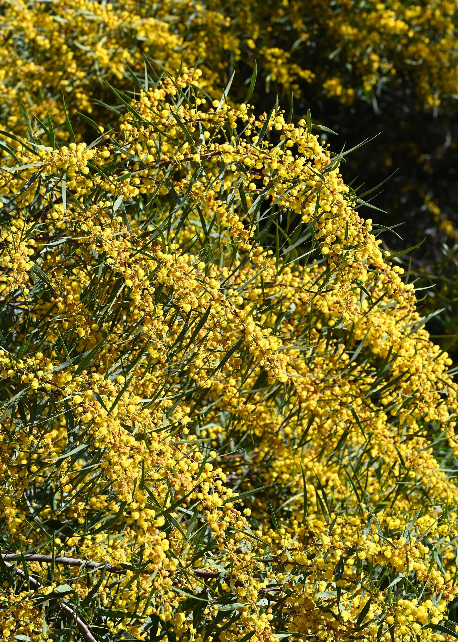 Blue-Leaf Wattle, Weeping Wattle (Acacia Saligna) — Native to Australia, this resilient species thrives in USDA hardiness zones 9 through 11; each one reaching