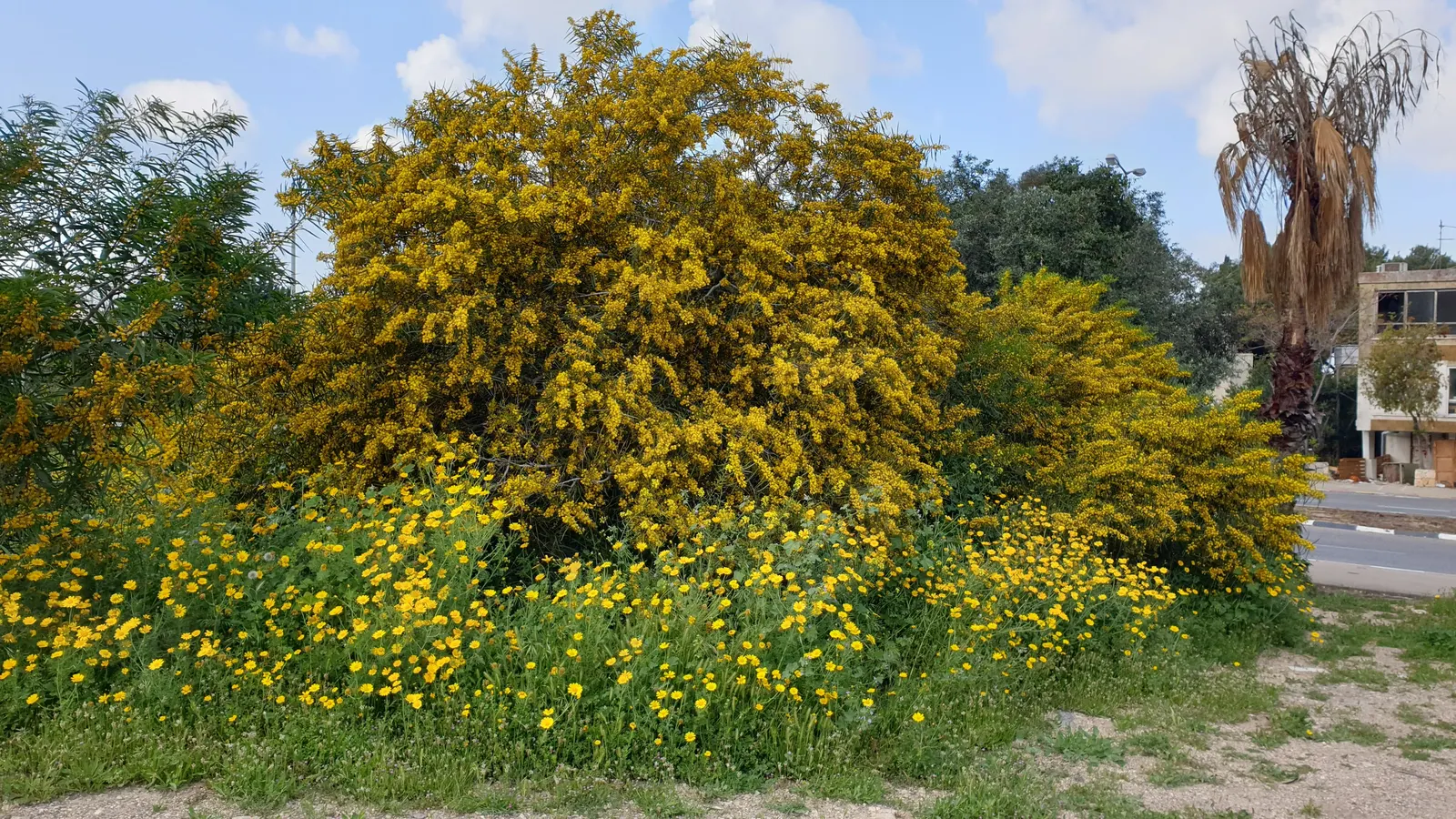 Blue-Leaf Wattle, Weeping Wattle (Acacia Saligna) — it creates a stunning contrast; commonly known as the Blue-Leaf Wattle or Weeping Wattle