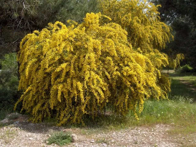 Blue-Leaf Wattle, Weeping Wattle (Acacia Saligna) — Regular pruning can maintain its shape and encourage a robust form