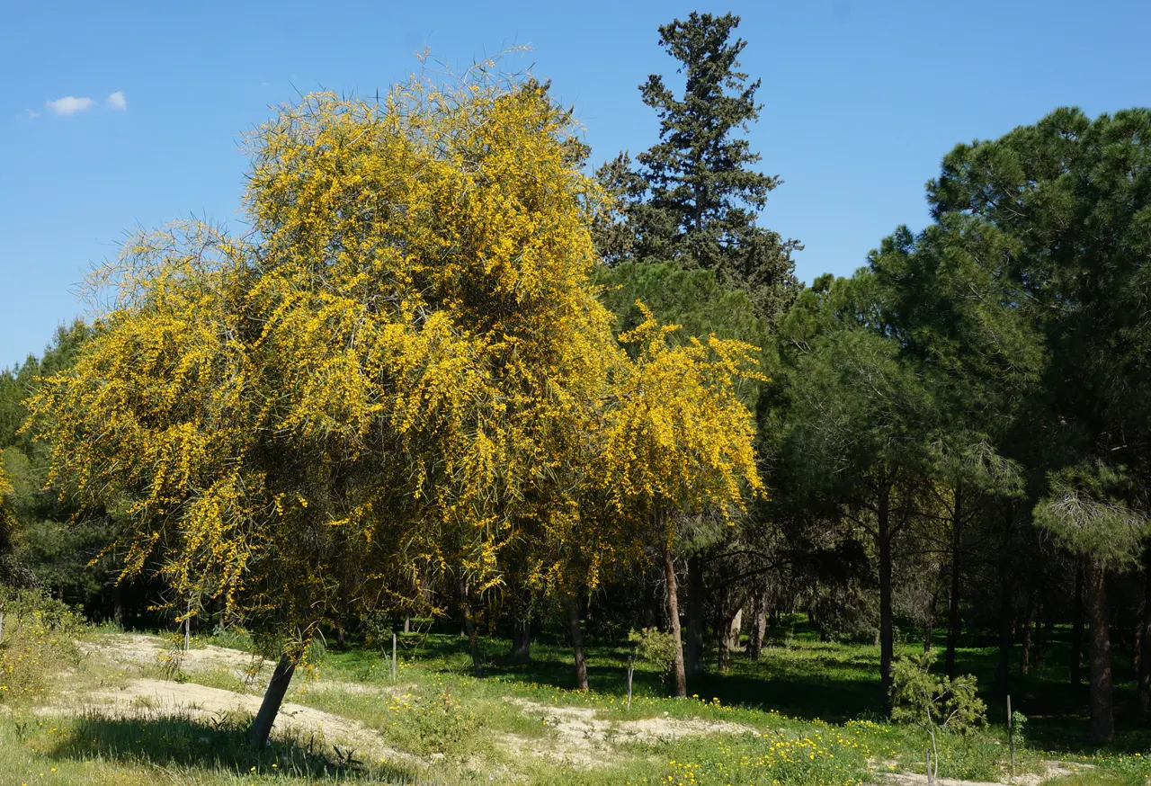 Blue-Leaf Wattle, Weeping Wattle (Acacia Saligna) — Adapted to a wide range of soils