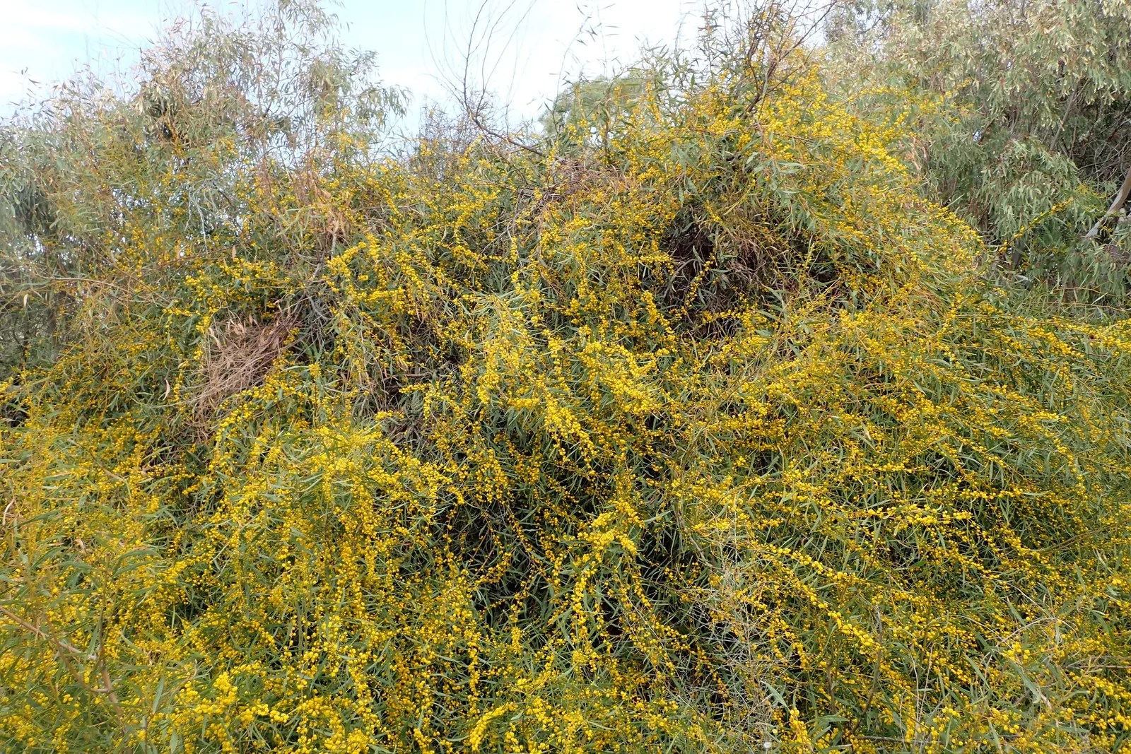 Blue-Leaf Wattle, Weeping Wattle (Acacia Saligna) — commonly known as the Blue-Leaf Wattle or Weeping Wattle