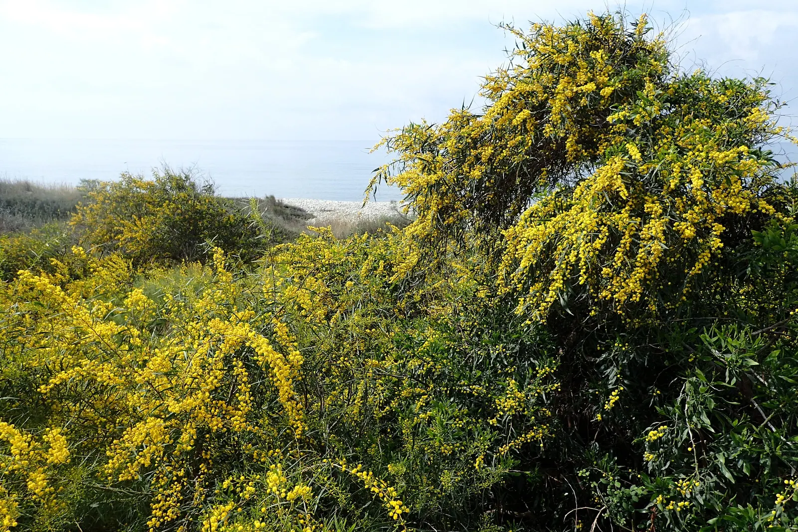 Blue-Leaf Wattle, Weeping Wattle (Acacia Saligna) — it's essential to allow enough space for its wide-spreading root system