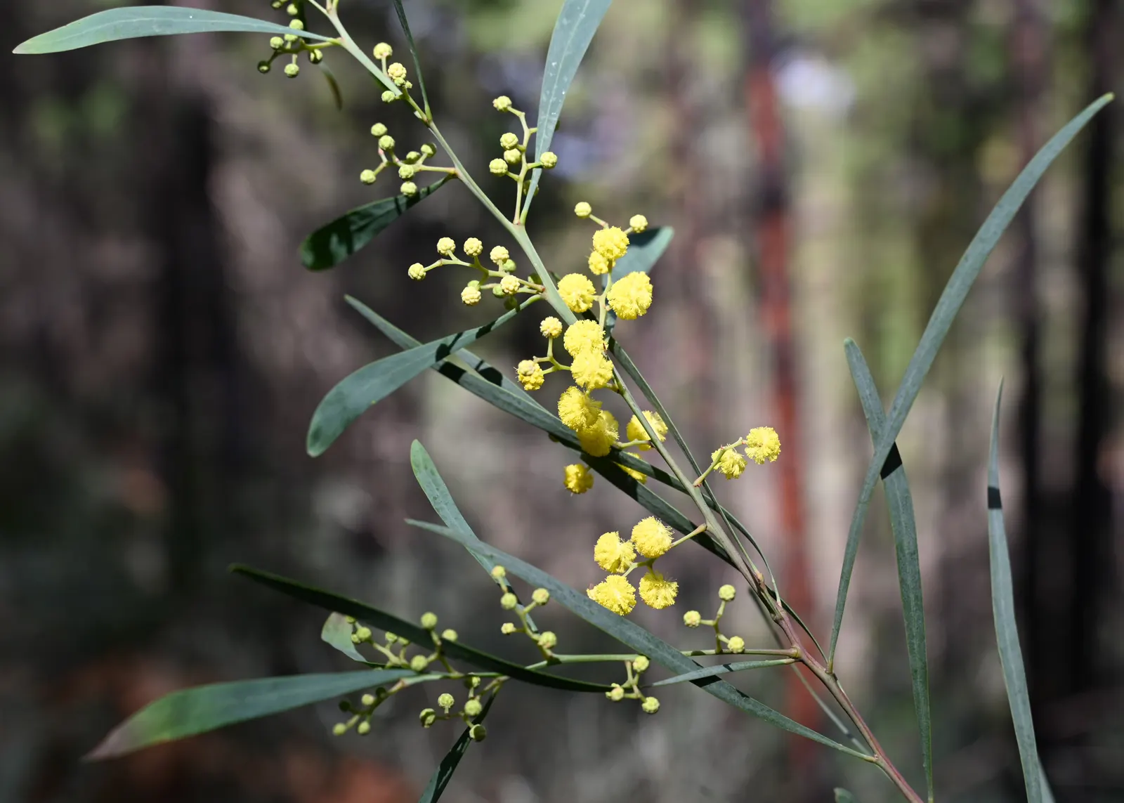 Blue-Leaf Wattle, Weeping Wattle (Acacia Saligna) — Recognizable for its narrow