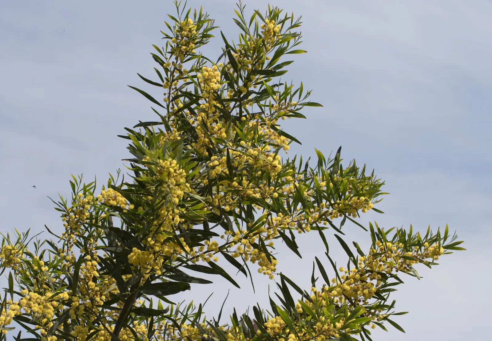 Blue-Leaf Wattle, Weeping Wattle (Acacia Saligna) — Recognizable for its narrow; so checking local guidelines before planting is advisable.<br><br>With its
