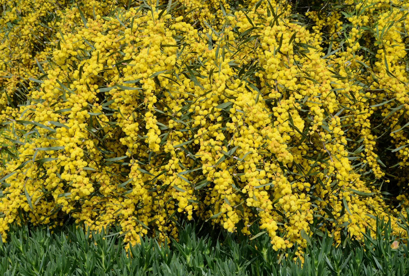 Blue-Leaf Wattle, Weeping Wattle (Acacia Saligna) — Blue-Leaf Wattle typically reaches heights of 10 to 20 feet