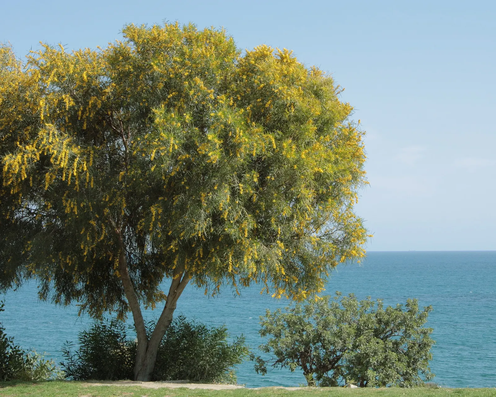Blue-Leaf Wattle, Weeping Wattle (Acacia Saligna) — Adapted to a wide range of soils; its foliage is complemented by bright yellow
