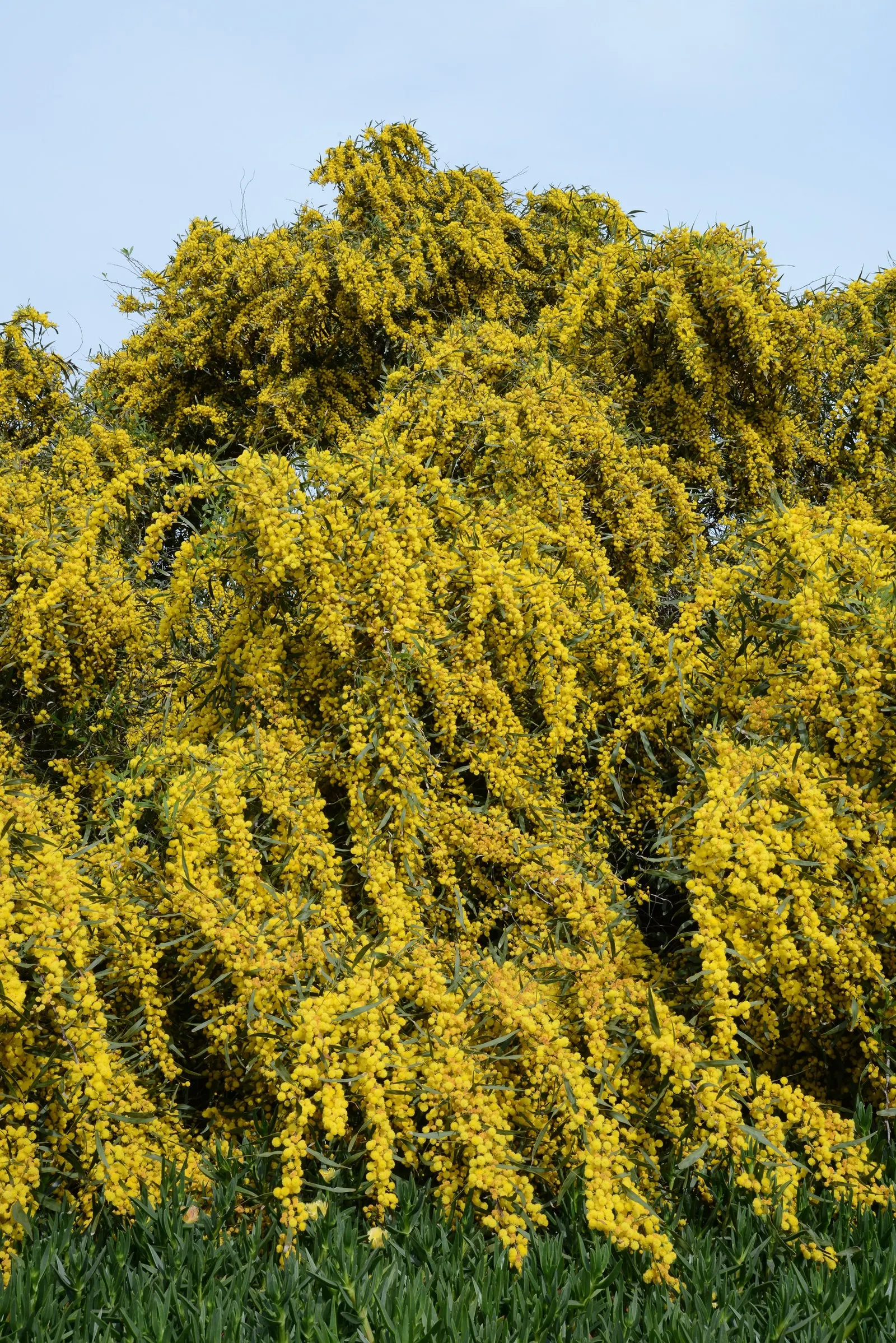 Blue-Leaf Wattle, Weeping Wattle (Acacia Saligna) — It is also quite drought-tolerant once established and can thrive in a variety of soil types
