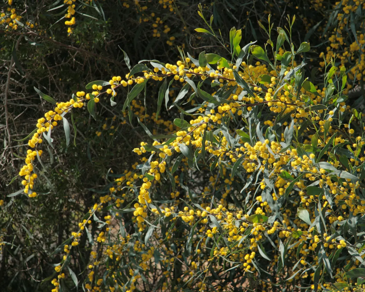 Blue-Leaf Wattle, Weeping Wattle (Acacia Saligna) — though it prefers well-draining conditions